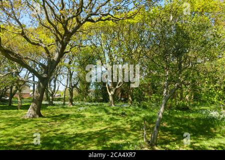 Un espace vert urbain avec des feuilles récemment suspendues sur les arbres Et des cloches et des anémones en bois avec un peu de logement en arrière-plan.Sunny Jour de printemps.image Banque D'Images