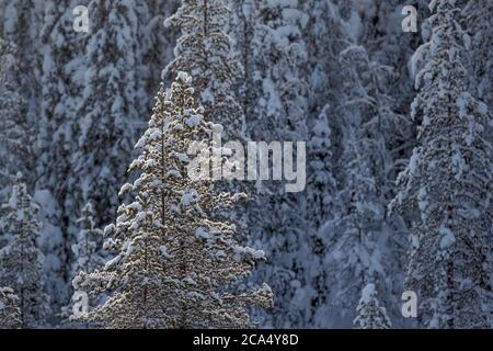 Ruka ; Forêt en hiver ; Finlande Banque D'Images