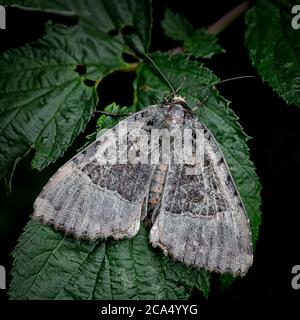 Old Lady Moth (Mormo maura) Banque D'Images