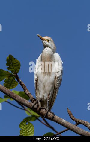 Grande Aigrette (Ardea alba) Banque D'Images