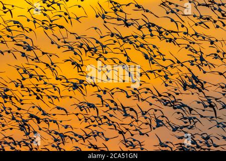 Troupeau d'Oies des neiges (Anser caerulescens) en plein air contre le ciel illuminé par le soleil couchant, Marion Co., Illinois, États-Unis Banque D'Images