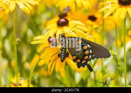 Gros plan de Pipevine Swallowtail (Battus philenor) perching sur le Black-Eyed Susan (Rudbeckia hirta), Marion Co., Illinois, États-Unis Banque D'Images