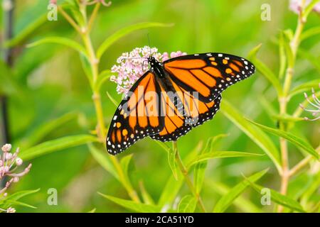 Gros plan de Monarch (Danaus plexippus) sur le marais Milkweed (Asclepias incarnata) Marion Co., Illinois, États-Unis Banque D'Images