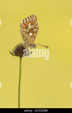 Une femelle de Chalkhill Blue Butterfly (Polyommatus Coridon) roosting sur le champ scabieux. Banque D'Images