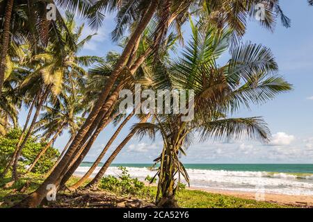 Vue entre les palmiers et la plage depuis la jungle entre les palmiers au Ghana Afrique de l'Ouest Banque D'Images