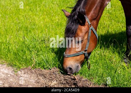 gros plan de la tête de cheval mangeant de l'herbe. Le cheval de châtaignier qui fait l'alimentation de l'herbe au champ Banque D'Images