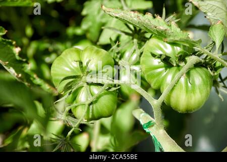 Auf dem Balkon selbst gezogene noch gruene coeur de boeuf Tomaten Banque D'Images