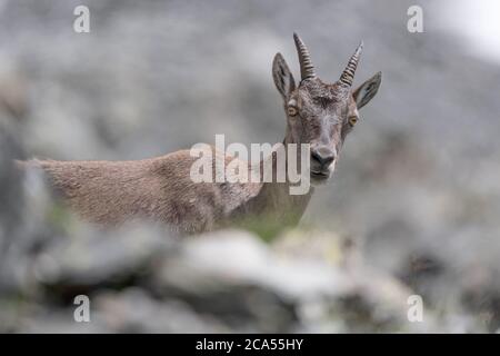 Toute la beauté de l'alpine ibex femelle en été (Capra ibex) Banque D'Images