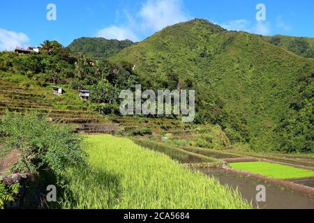 Terrasses de riz aux Philippines. Vallée de Batad, rizières. Banque D'Images