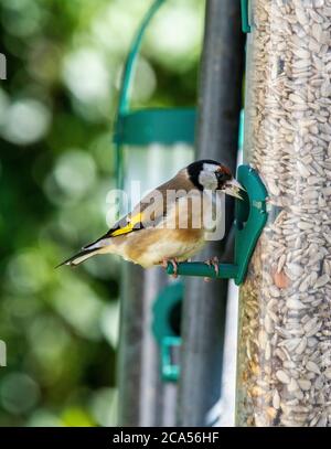 Le finch doré est un finch très coloré avec un visage rouge vif et un patch jaune d'aile. Sociable, se reproduisant souvent dans des colonies libres Banque D'Images