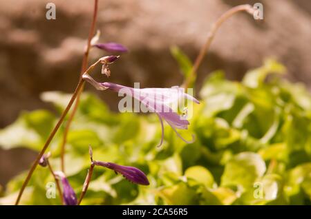 HostA « Cracker chapelure » Banque D'Images