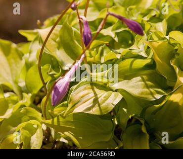 HostA « Cracker chapelure » Banque D'Images