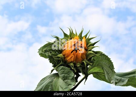 Tournesol, ouverture juste avec des feuilles vertes contre un ciel nuageux Banque D'Images