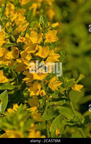 Lysimachia punctata Banque D'Images