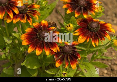 Rudbeckia hirta Toto rustique Banque D'Images