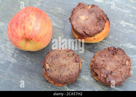 France, Aveyron, Monteils, la ferme des Carles, table paysanne, pommes de terre rôties avec saucisse de sang de canard Banque D'Images