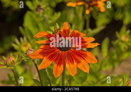 Rudbeckia hirta Rustic Dwarf Banque D'Images