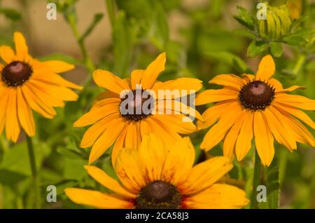 Rudbeckia hirta Double Gloriosa Daisies Banque D'Images