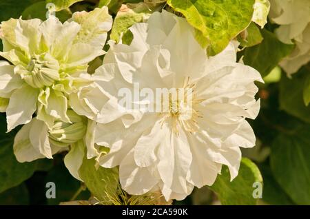 Clematis 'aria Sklodowska Curie' Banque D'Images