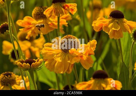 Helenium 'El Dorado' Banque D'Images