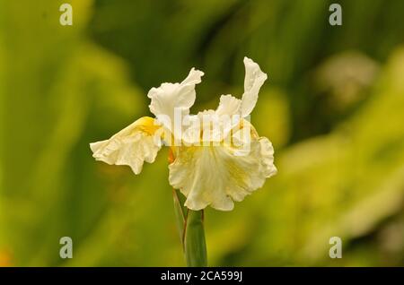 Iris Siberica 'Erste Sahne' Banque D'Images