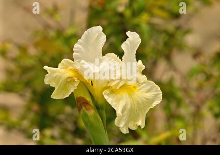 Iris Siberica 'Erste Sahne' Banque D'Images