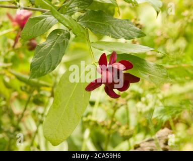 Calycanthus 'Aphrodite' Banque D'Images