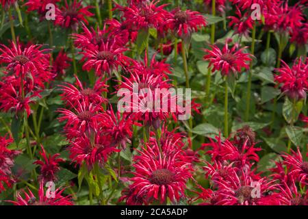 Monarda 'Gardenview Scarlet' Banque D'Images