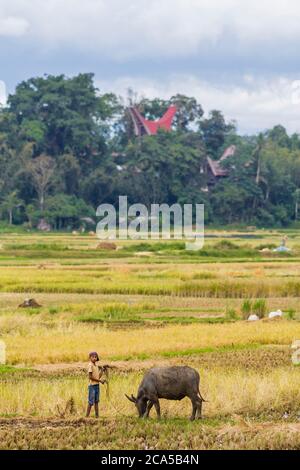 Indonésie, Sulawesi, Tana Toraja, près du village de Bori, jeune garçon et buffle d'eau dans les rizières Banque D'Images