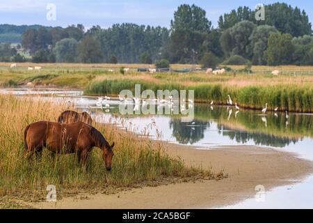 France, somme (80), Baie de somme, Noyelles-sur-somme, rassemblement d'oiseaux dans un étang clos Banque D'Images