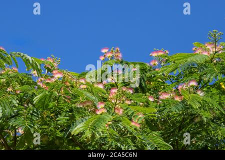 Gros plan de belles fleurs roses et blanches moelleuses de l'arbre de soie, Albizia julibrissin. Banque D'Images