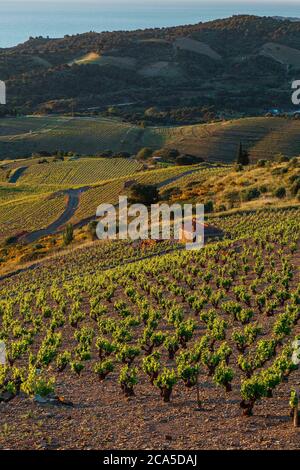 Europe, France, Occitanie, Languedoc-Roussillon, Roussillon, Pyrénées-Orientales, Banyuls-sur-Mer, paysage méditerranéen côtier avec vignobles à s. Banque D'Images