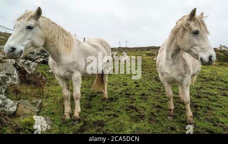 Chevaux, Connemara, comté de Galway, Irlande Banque D'Images