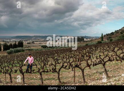 France, Gard (30), Theziers, vignoble Gilphine, viticulteur dans le vignoble Banque D'Images