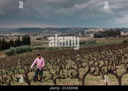 France, Gard (30), Theziers, vignoble Gilphine, viticulteur dans le vignoble Banque D'Images