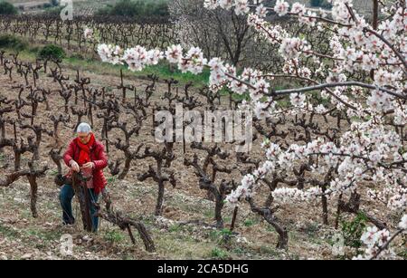 France, Gard (30), Theziers, vignoble Gilphine, femme vigneron dans le vignoble, paysage viticole au printemps Banque D'Images