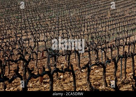 France, Gard (30), Tavel, domaine viticole du Château d'Aqueria, vignoble en hiver Banque D'Images