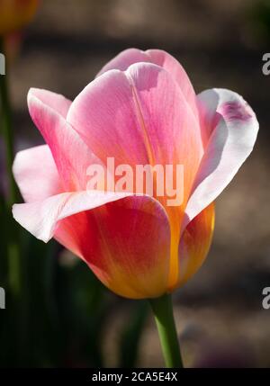 Gros plan d'une poche Tulipa Tom simple, rose vif et jaune triomphez la tulipe en plein soleil avec un parterre de tulipe en arrière-plan flou Banque D'Images