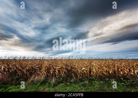 Champ de maïs jaune par temps sombre. Paysage agricole d'automne avec vent et nuages sombres Banque D'Images