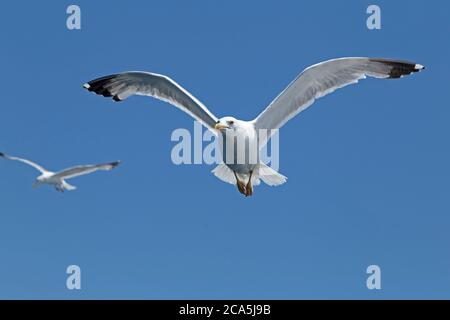 Goélands à pattes jaunes (Larus michahellis) en vol, près de Rovinj, Istria, Croatie Banque D'Images