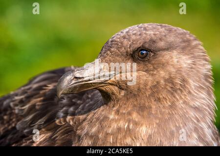 Antarctique, Île de Géorgie du Sud (territoire britannique d'outre-mer), Stromness Bay, portrait de l'Antarctique Skua (Stercorarius antarcticus) Banque D'Images