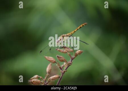 Libellule Sympetrum commun au repos Banque D'Images