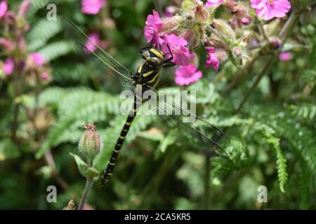 Libellule à anneaux dorés sur fleur rose Banque D'Images