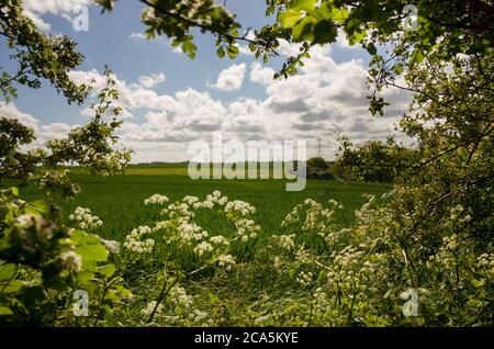 Fleurs autour des bords créant une bordure montrant le champ derrière, Chislet, Kent, Angleterre. Banque D'Images