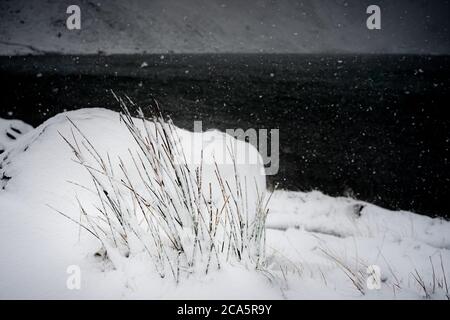 Des lames d'herbe se brisent dans la neige près de « Devils Kitchen » au pays de Galles. Des flocons de neige peuvent être vus contre l'eau sombre. Banque D'Images