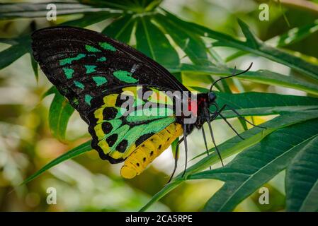 Cairns Birdwing Butterfly reposant sur une feuille d'une plante Banque D'Images