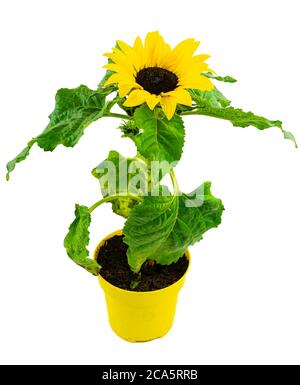 vue en grand angle du tournesol fleuri en pot sur fond blanc Banque D'Images