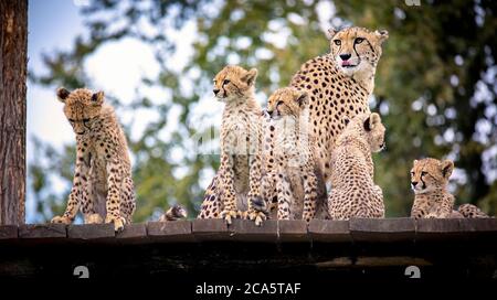 Famille Cheetah reposant sur l'herbe et regardant autour.. Banque D'Images