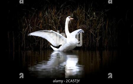 Cygne debout avec ailes étalées sur un rocher dans l'eau bleu-vert, cygne blanc sur l'eau, fond sombre Banque D'Images