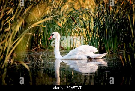 Cygne debout avec des ailes étalées sur un rocher dans l'eau bleu-vert, cygne blanc sur l'eau, cygne blanc flotte dans l'herbe verte roseaux. Banque D'Images